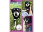 Adopt Oona a Black - with Tan, Yellow or Fawn Australian Kelpie / Mixed dog in