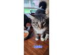 Adopt Socks a Gray or Blue (Mostly) American Shorthair / Mixed (short coat) cat