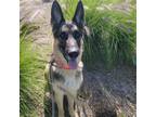Adopt REX a German Shepherd Dog / Mixed dog in Tustin, CA (41403474)