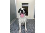 Adopt Papa a White - with Black Bearded Collie / Mixed dog in CONVERSE