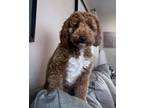 Adopt Olive a Red/Golden/Orange/Chestnut - with White Goldendoodle / Mixed dog