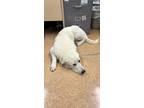 Adopt Cesar a White Great Pyrenees / Mixed dog in Madera, CA (41401944)