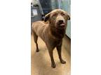 Adopt Chewy a Red/Golden/Orange/Chestnut Shepherd (Unknown Type) / Mixed dog in