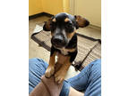 Adopt Chase a Black Miniature Pinscher / Mixed dog in Dodgeville, WI (41366119)