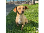 Adopt Gordon a Brown/Chocolate Mixed Breed (Small) / Mixed dog in New Orleans
