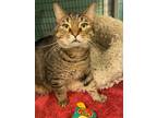Adopt Maxim a Domestic Shorthair / Mixed (short coat) cat in Fort mill
