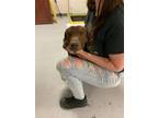 Adopt 55874737 a Brown/Chocolate Dachshund / Mixed dog in Los Lunas