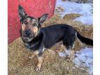 Adopt Roxie a Black German Shepherd Dog / Mixed dog in Meadow Lake