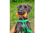 Adopt Brett a Labrador Retriever / Mixed dog in Fort mill, SC (41316472)
