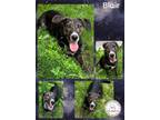 Adopt Blair a Brindle Dachshund / Mixed dog in CONVERSE, TX (41403345)