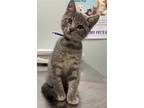 Adopt Joey a Gray or Blue Domestic Shorthair / Mixed cat in Winder