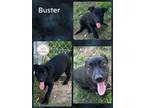 Adopt Buster a Black - with White Labrador Retriever / Mixed dog in CONVERSE