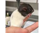 Adopt SCRABBLE a Rat small animal in Tucson, AZ (41386376)