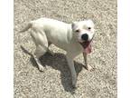 Adopt Bianca a White Boxer / American Pit Bull Terrier / Mixed dog in Gray