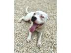 Adopt Brady a White Boxer / American Pit Bull Terrier / Mixed (short coat) dog