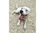 Adopt Brady a White Boxer / American Pit Bull Terrier / Mixed dog in Gray