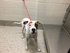 Adopt Donut a White American Pit Bull Terrier / Mixed dog in Gray, LA (41402554)