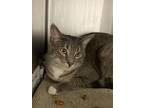 Adopt Minny a Gray or Blue Domestic Shorthair / Domestic Shorthair / Mixed cat