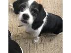 Adopt Tux a Black - with White Spaniel (Unknown Type) / Shih Tzu / Mixed dog in