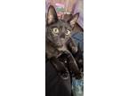 Adopt Jiji a Black (Mostly) Domestic Shorthair / Mixed (short coat) cat in