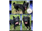 Adopt Gmork a Black German Shepherd Dog / Mixed dog in CONVERSE, TX (41403381)