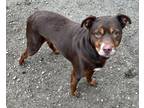 Adopt Cocoa a Brown/Chocolate American Pit Bull Terrier / Mixed dog in Atchison