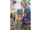Adopt Selna a Black Mixed Breed (Large) / Mixed dog in Chamblee, GA (41118519)