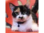 Adopt Shiloh a White Domestic Shorthair / Domestic Shorthair / Mixed cat in