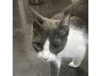 Adopt Bunny a Gray or Blue Domestic Shorthair / Domestic Shorthair / Mixed cat