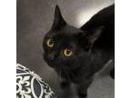 Adopt Kitty-Kitty a All Black Domestic Shorthair / Mixed Breed (Medium) / Mixed