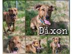 Adopt Dixon a Tan/Yellow/Fawn Plott Hound / Mixed dog in Greenville