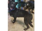 Adopt Providence a Black Labrador Retriever / Flat-Coated Retriever / Mixed dog