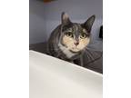 Adopt Abigail a Calico or Dilute Calico Domestic Shorthair / Mixed Breed