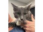 Adopt Sunflower a Gray or Blue Domestic Shorthair / Domestic Shorthair / Mixed