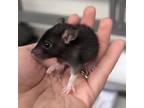 Adopt REMY a Rat small animal in Tucson, AZ (41386374)