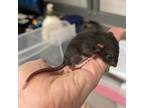 Adopt JOHN a Brown or Chocolate Rat (short coat) small animal in Tucson