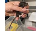Adopt JACK-JACK a Rat small animal in Tucson, AZ (41386358)