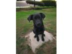 Adopt Perla a Black Mixed Breed (Medium) / Mixed dog in Oceanside, CA (41403329)