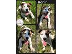 Adopt Ronin a White - with Brown or Chocolate Australian Shepherd / Mixed dog in