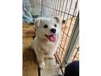 Adopt Geumsoon a White Shiba Inu / Jindo / Mixed dog in Torrance, CA (41403264)