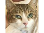 Adopt Goose a Brown Tabby Domestic Shorthair (short coat) cat in Port Angeles