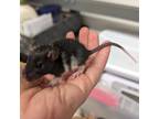 Adopt HAMM a Rat small animal in Tucson, AZ (41386350)
