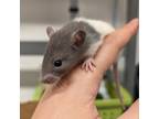 Adopt FRANK-N-FURTER a Rat small animal in Tucson, AZ (41386340)