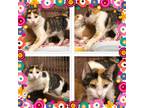 Adopt RAINBOW a Calico or Dilute Calico Domestic Shorthair (short coat) cat in