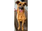 Adopt Rosie a Belgian Malinois / Coonhound / Mixed dog in Portland