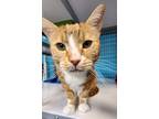 Adopt Wilbur a Domestic Shorthair / Mixed cat in Troy, VA (41403238)