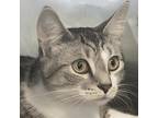 Adopt Little Mister a Brown Tabby Domestic Shorthair (short coat) cat in Port