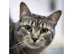 Adopt Honey a Brown Tabby Domestic Shorthair (short coat) cat in Port Angeles
