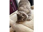 Adopt Hay Bale a Gray or Blue Domestic Shorthair / Domestic Shorthair / Mixed