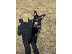 Adopt Cash a Black Labrador Retriever / Terrier (Unknown Type